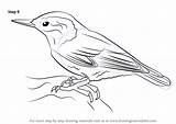 Nuthatch Breasted Necessary Improvements sketch template