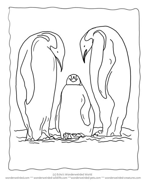 printable penguin coloring pages echos  penguin pictures