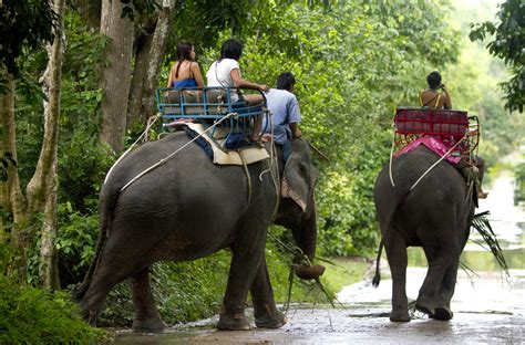 Koh Samui Travelers Warned After Elephant Kills Tourist Time