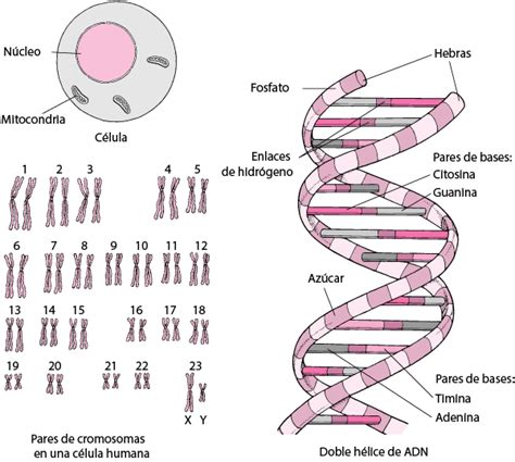 Genes Y Cromosomas Fundamentos Manual Msd Versión Para Público General