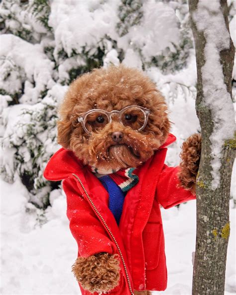 dog wearing clothes  warm  icy heart