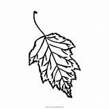 Birch Tree Coloring Getcolorings Leaf Print Printable sketch template