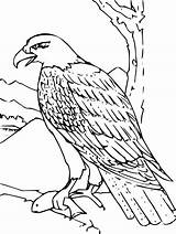 Bald Eagle Coloring Book Clker Clip sketch template