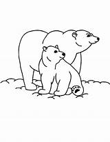 Bear Coloring Brown Polar Baby Do Pages Her Hibernating Getcolorings Getdrawings sketch template