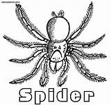 Tarantula Arachnid Designlooter sketch template