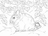 Coloring Pages Chinchillas sketch template