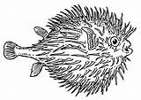 Fish Coloring Globefish Puffer Clipart Pages Pngfind Large sketch template
