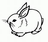 Konijn Iepurasi Rabbits Dieren Kelinci Sketsa Topkleurplaat Colorat Coelho Konijnen Diwarnai Desene Iepuri Lepre Putih Hitam Mudah Colouring Soffice sketch template