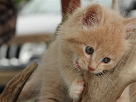 cute kitten chewing wallpaper  kitten downloads