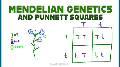 Mendel Genetics Punnett Square