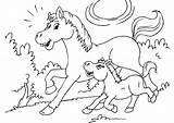 Fohlen Kleurplaat Paard Pferde Pferd Veulen Caballo Colorear Cavallo Puledro Cheval Poulain Pony Potro Malvorlage Disegno Ausmalen Paarden Ausmalbild Caballos sketch template