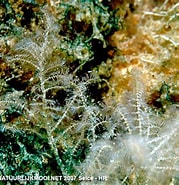 Afbeeldingsresultaten voor "wrangelia Penicillata". Grootte: 179 x 185. Bron: www.natuurlijkmooi.net