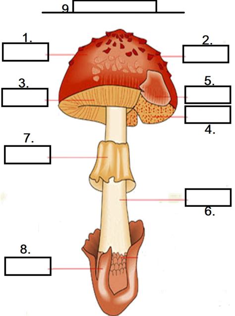 mushroom diagram interactive worksheet
