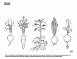 Roots Carrot Potatoes Turnip Montessori sketch template
