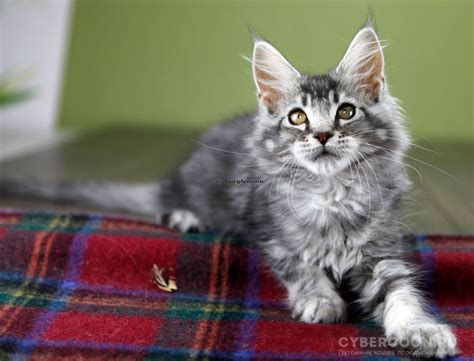 buy maine coon kitten in moscow