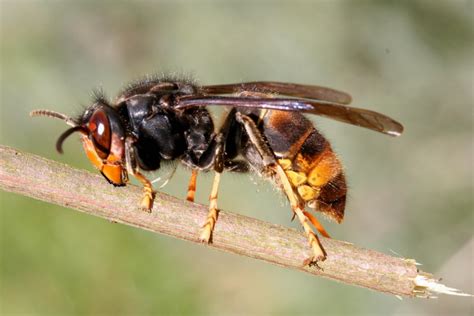 horror for honey bees asian hornet could be heading to britain says defra metro news