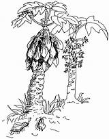 Tree Papaya Drawing Sketch Getdrawings sketch template