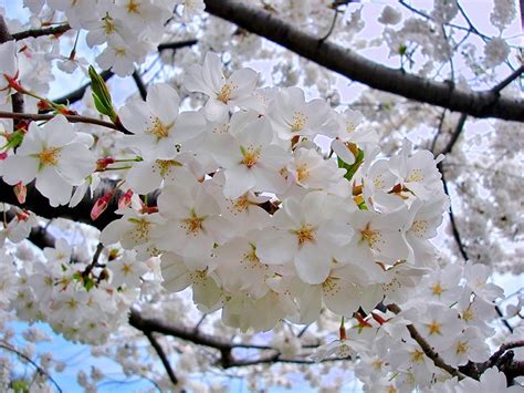 Cherry Blossom Tree The Tree Center™