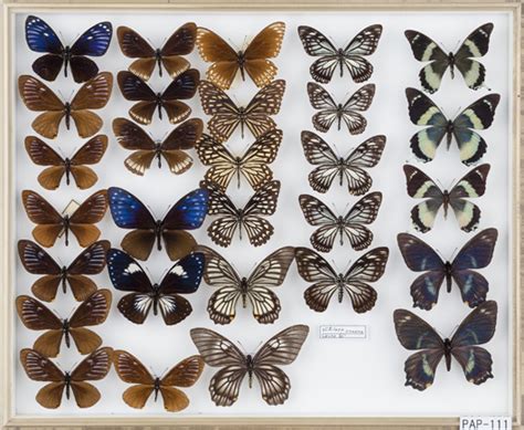 Omt Pap 111 Keiichi Omoto Butterfly Collection The University Museum