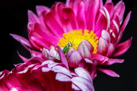 baby green praying mantis   flower     camera stock image image  life