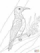 Sunbird Pages Coloring Throated Brown Drawing Supercoloring sketch template