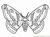 Coloring Moth Color Pages Getdrawings sketch template