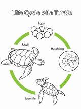 Turtle Cycle Life Coloring Printable Pages Categories Year sketch template