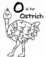 Coloring Ostrich Ox Musk Color Pages Getcolorings sketch template