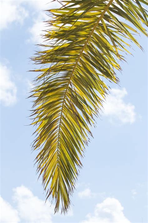 palm tree branch stock image image  foliage branch