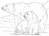 Orso Polare Orsi Animali Polar sketch template