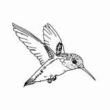 Oiseau Oiseaux Vole Picaflor Colibri Coloriages Colorear Exotiques Hummingbird Encequiconcerne Greatestcoloringbook Colouring Imprimé sketch template
