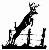 Whitetail Decal Clipground sketch template