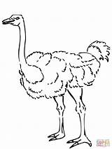 Coloring Ostrich Pages Autruche Coloriage Printable Curious Animals Antelope Imprimer Dessin Color Supercoloring Tracing Drawings Draw Drawing Dessiner sketch template