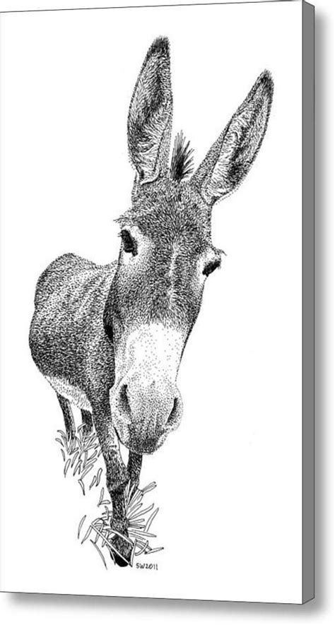 donkey acrylic print  scott woyak donkey drawing ink  drawings