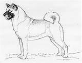 Akita Drawing Breed Sketch Standard Club Getdrawings Ukc Standards Kennel United Japanese Paintingvalley Collection Pdf sketch template