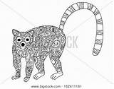 Herbivorous Coloring Designlooter Lemur Tailed Stress Adults Anti Ring Illustration Vector Adult Book 357px 72kb sketch template