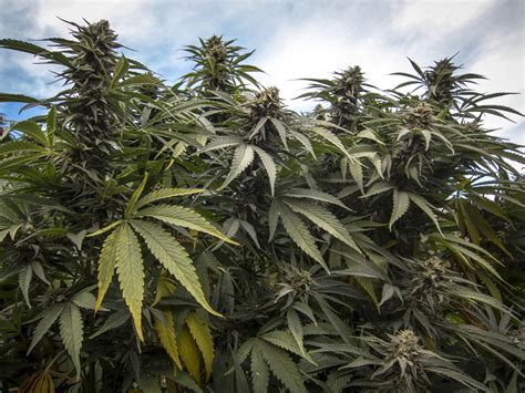 cannabis plants seized  norcal state park grow sites
