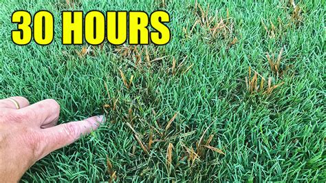 How To Kill Nutsedge Lawn Care