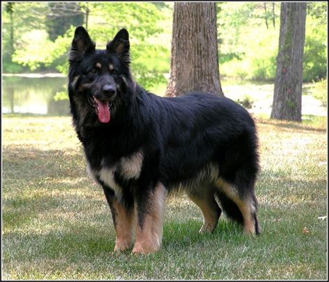 german mountain shepherd dogpet  gallery dog pet