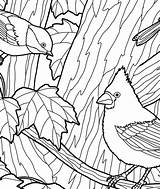 Coloring Birds Autumn Animals Tree Crista Forest Sections Divided Detailed Section Easy Into So sketch template