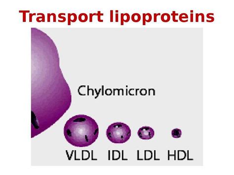 Lipid Metabolism презентация доклад проект скачать