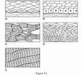 Stratified Squamous Epithelium sketch template
