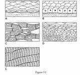 Epithelium Squamous Simple Chapter Muscle Skeletal Tissue Illustration Cuboidal Stratified Print Easynotecards sketch template