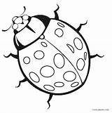 Coloring Ladybug Bug Pages Printable Realistic Insect Kids Cute Drawing Colouring Ladybird Line Bugs Lady Ladybugs Print Pill Cool2bkids Getdrawings sketch template