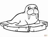 Walrus Coloring Cartoon Ice Pages Floe Printable Cute Animals Drawing Preschool Dot Supercoloring sketch template