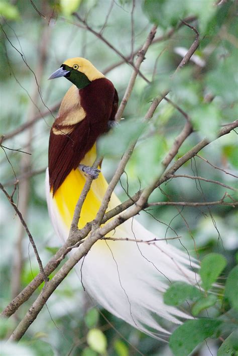 Raja Ampat’s Birds Of Paradise Indonesia Wildlife Holiday