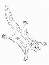 Glider Possum Mammals sketch template