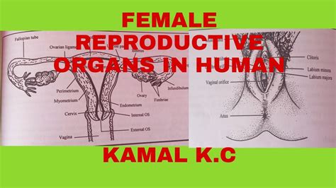 Female Reproductive Organs In Youtube