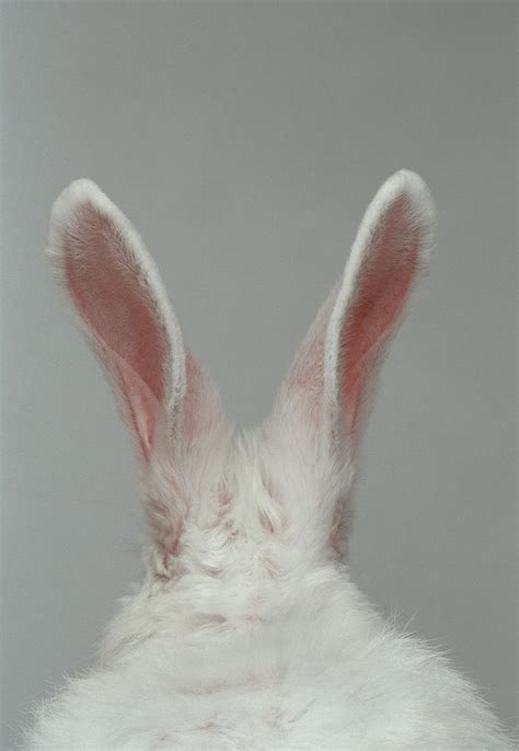 white rabbit  ears  rear view  daniel day