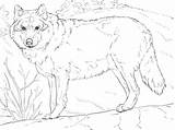 Wolf Coloring Pages Grey Printable Realistic Gray Adults Drawing Color Animals Mexican Print Sheets Adult Drawings Wolfs Colouring Animal Arctic sketch template